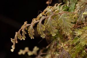 Hymenophyllum frankliniae, a filmy fern which is typically found growing on species of Dicksonia and Weinmannia racemosa. Photo: Mike Thorsen