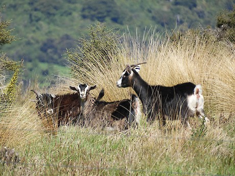 Feral goats feeding in indigenous shrubland, Southland. Photo: Jesse Bythell