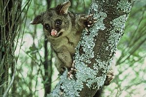 Possums (Trichosurus vulpecula) in New Zealand. Photo: Rod Morris.