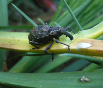 The speargrass weevil (Hadramphus spinipennis) is dependent on the speargrass, but can be locally very damaging: adults eat stems, flowers and leaves; larvae eat roots as well. Photographer: John Sawyer, Mangere May 2009.