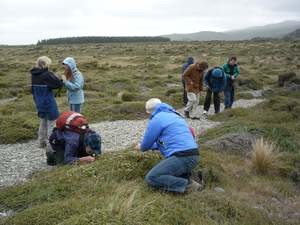 Members enjoying the plants on a conference field trip to Birdlings Flat in 2010. Photo: Jesse Bythell