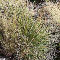 Chionochloa flavescens subsp. flavescens