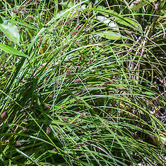 Carex dissita