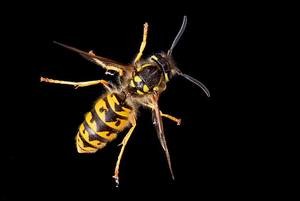 German wasp (Vespula germanica). Photo: Bernie Kohl