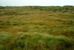 Dune system dominated by marram and exotic grass species, Fortrose, Southland (photo: Jesse Bythell).