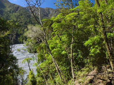 Podocarp-broadleaf forest (Orongorongo River, Rimutaka Forest Park). Photographer: Jeremy Rolfe.