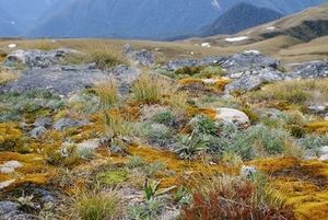 High alpine zone community including herbs, prostrate shrubs, mosses and lichens. Photo: Anne Humburg.