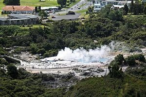 Geothermal vegetation at Whakarewarewa, Rotorua. Photo: Chris Bycroft.