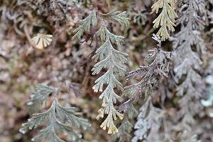 **Hymenophyllum malingii 2013 Favourite Native Plant winner. Photo: Jane Gosden