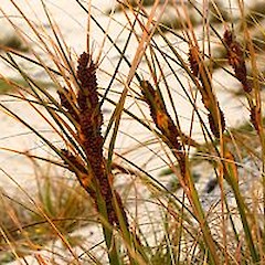 Pingao (*[Ficinia spiralis](/flora/species/ficinia-spiralis/)*). Photo: Anne Humburg