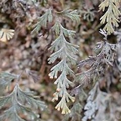 *[Hymenophyllum malingii](/flora/species/hymenophyllum-malingii/)* 2013 Favourite Native Plant winner. Photo: Jane Gosden