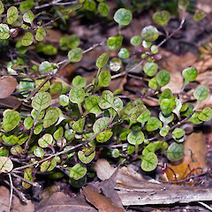 Coprosma spathulata subsp. hikuruana