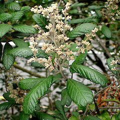 Pomaderris apetala subsp. maritima