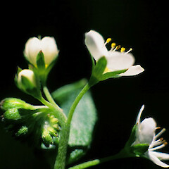 Myosotis pansa subsp. pansa