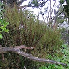 Dracophyllum septentrionale