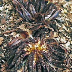 Dactylanthus taylorii