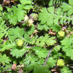 Leptinella dispersa subsp. dispersa