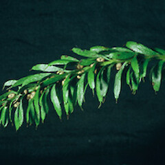 Tmesipteris sigmatifolia