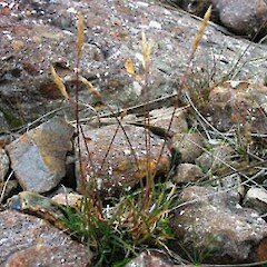 Pentapogon lacustris