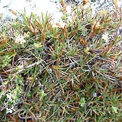 Dracophyllum marmoricola