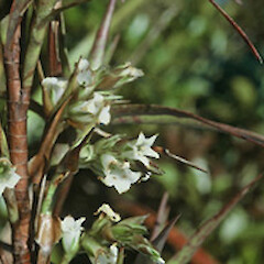 Dracophyllum patens