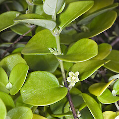 Geniostoma ligustrifolium var. crassum