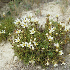 Gentianella astonii subsp. astonii