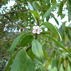 Myoporum rapense subsp. kermadecense