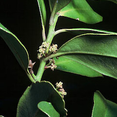 Myrsine oliveri