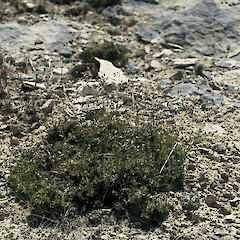 Poa acicularifolia subsp. acicularifolia