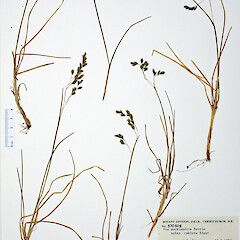 Poa aucklandica subsp. rakiura