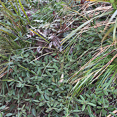 Pomaderris paniculosa subsp. novaezelandiae