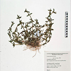 Gratiola pubescens