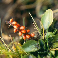 Gunnera densiflora