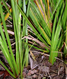 Libertia cranwelliae • New Zealand Plant Conservation Network