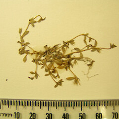 Stellaria multiflora subsp. multiflora