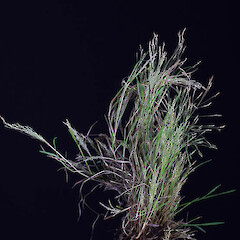 Lachnagrostis littoralis subsp. littoralis