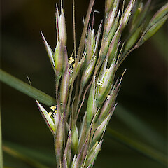 Lachnagrostis littoralis subsp. salaria
