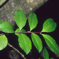 Laurelia novae-zelandiae