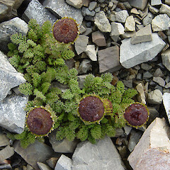 Leptinella atrata subsp. atrata