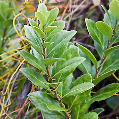 Melicytus novae-zelandiae subsp. novae-zelandiae