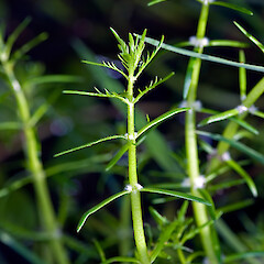 Myriophyllum propinquum