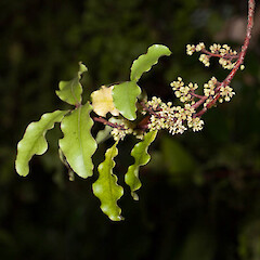 Myrsine australis