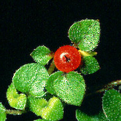 Nertera dichondrifolia