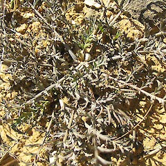 Chaerophyllum novae-zelandiae