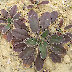 Plantago spathulata
