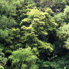 Podocarpus laetus • New Zealand Plant Conservation Network