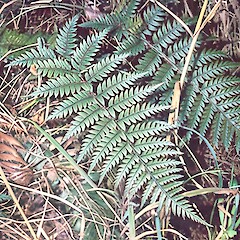 Polystichum neozelandicum subsp. neozelandicum