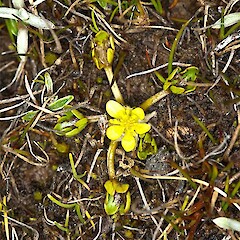 Ranunculus carsei
