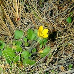 Ranunculus multiscapus